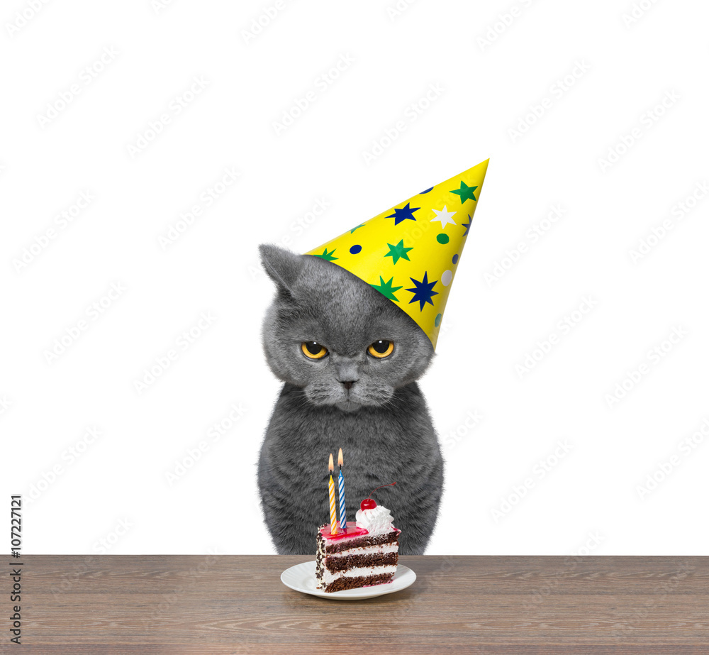Naklejka premium Brytyjski kot obchodzi urodziny z bułka z masłem