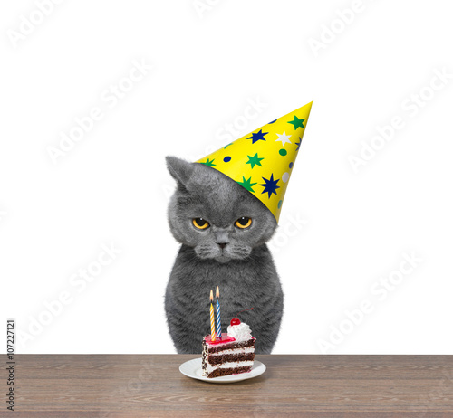 Fototapeta Naklejka Na Ścianę i Meble -  British cat celebrating birthday with piece of cake