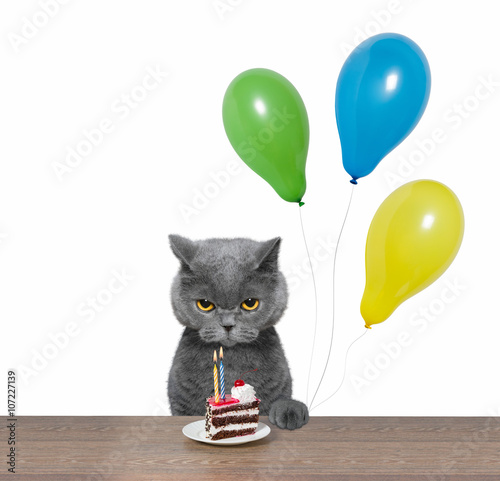 Fototapeta Naklejka Na Ścianę i Meble -  British cat celebrating birthday with piece of cake and balloons
