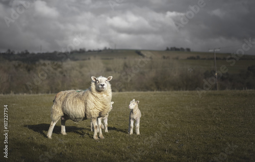Sheep with spring lambs in Cotswold Landscape. Cheltenham, UK