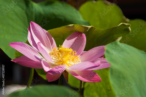 Lotus flower - Nelumbo flower  Thailand