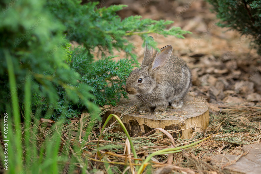 Rabbit is Beautiful Animal of Nature Rabbit is Beautiful Animal of Nature
