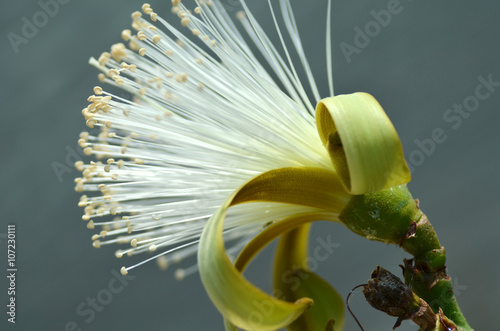Detail flower of shaving bush tree photo