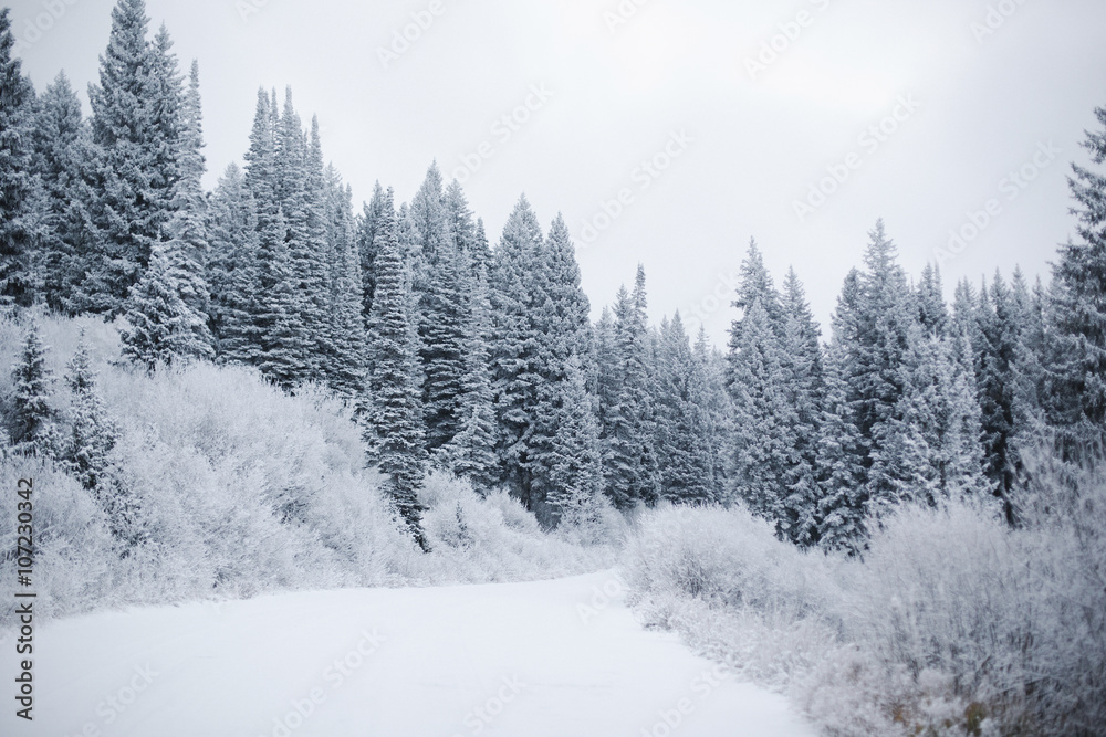 View of snow covered forest in winter View of snow covered forest in winter
