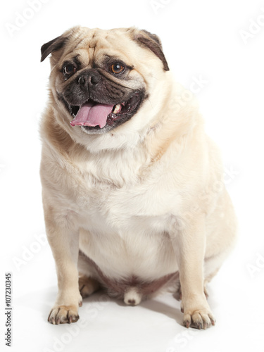 Fototapeta Naklejka Na Ścianę i Meble -  Sitting Pug