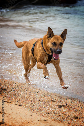 Fototapeta Naklejka Na Ścianę i Meble -  Dog running in the sand