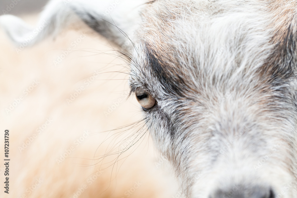 Baby goat portrait with details Baby goat portrait with details