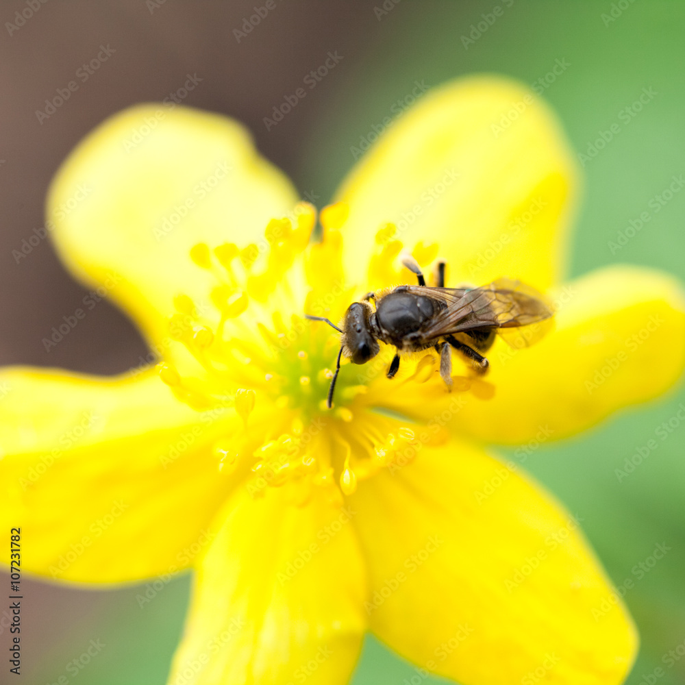 Buttercup flower with honey bee Buttercup flower with honey bee
