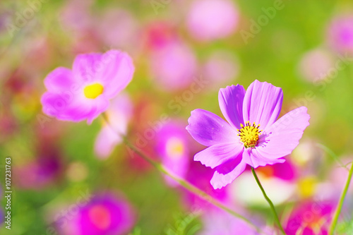 Close up of cosmos flowers