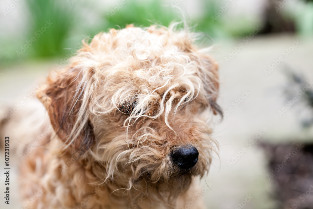 Cute small dog portrait