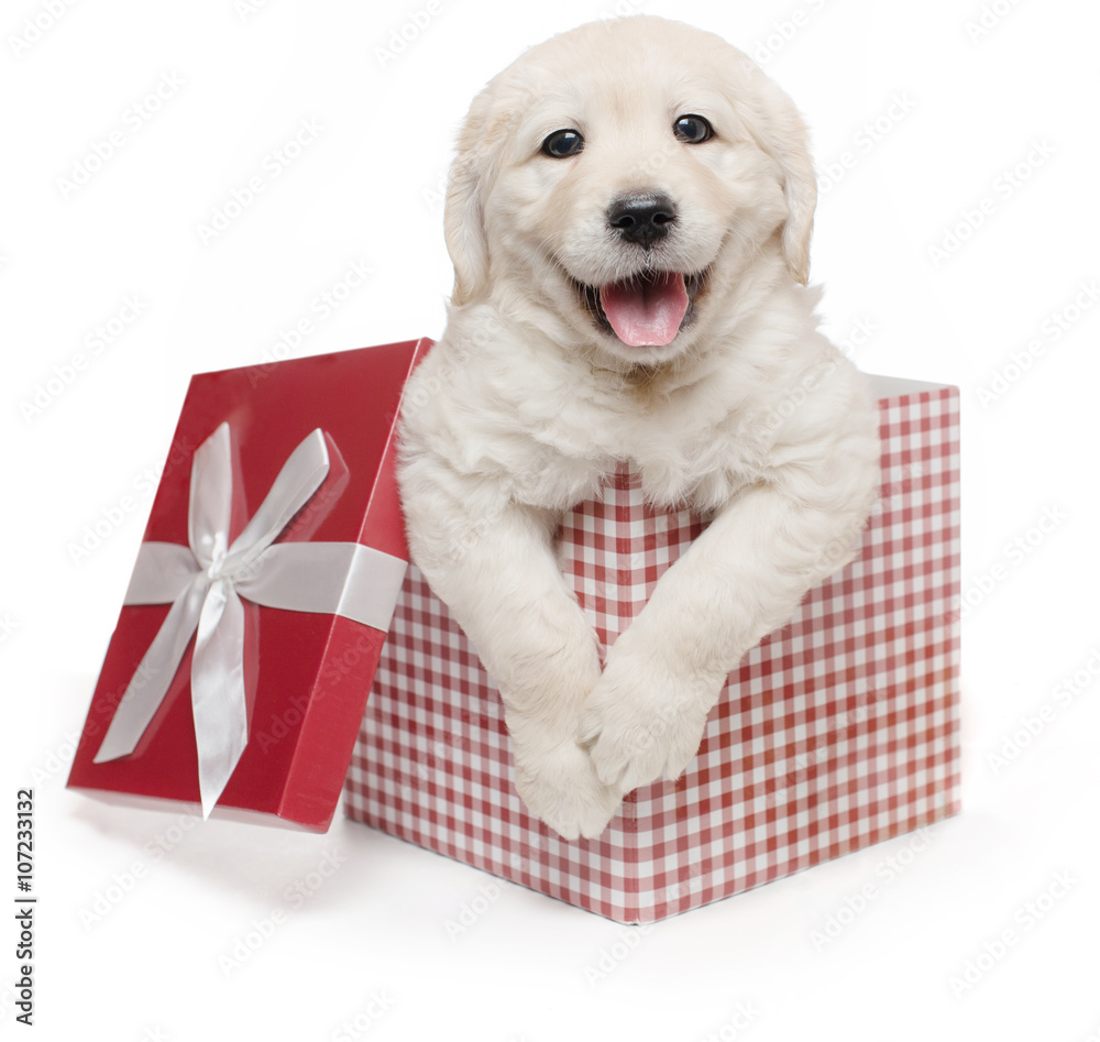 Puppy Presents