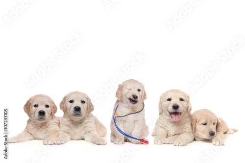 Little Vet and Friends | Golden Retriever Puppies