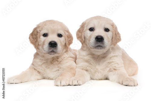 Fototapeta Naklejka Na Ścianę i Meble -  Twin Puppies
