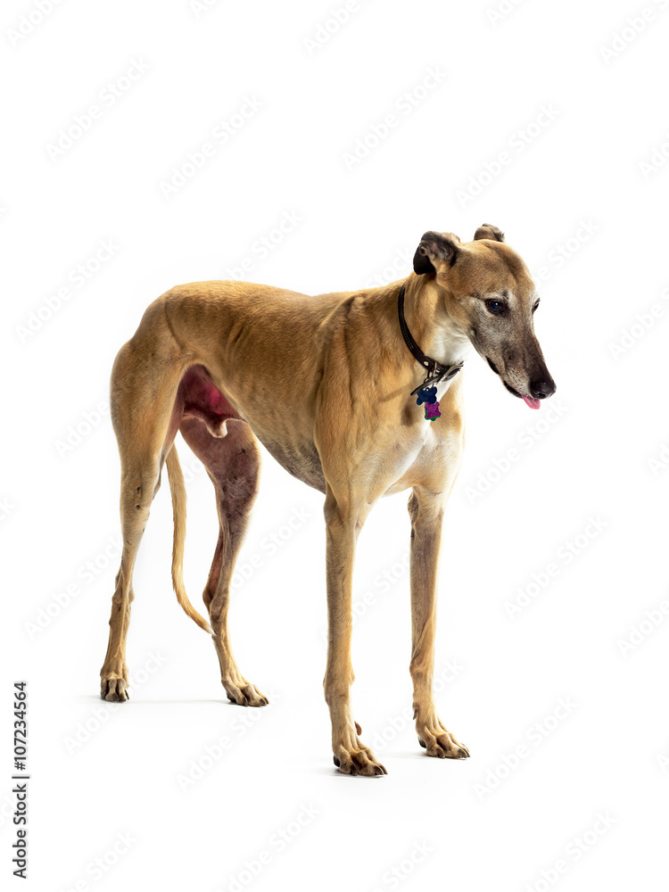 standing greyhound