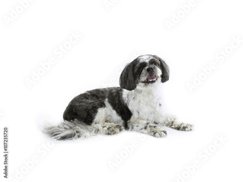 Fototapeta Naklejka Na Ścianę i Meble -  cute shih poo isolated