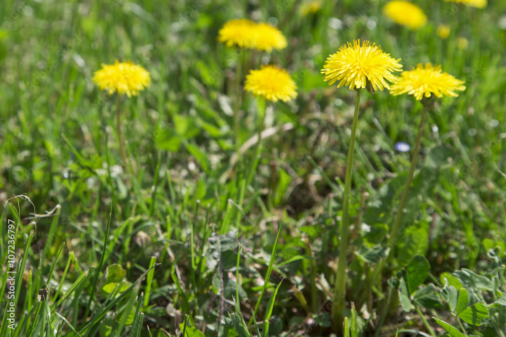 Yellow dandelions and green grass