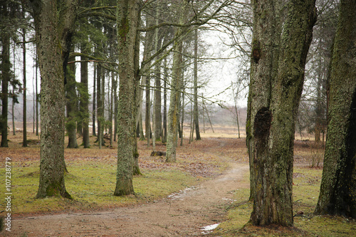 path in the park photo