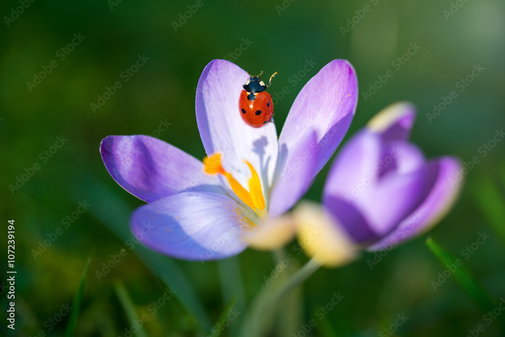 Naklejka premium Ladybug on purple Crocus flower, spring background