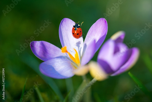 Ladybug on purple Crocus flower, spring background