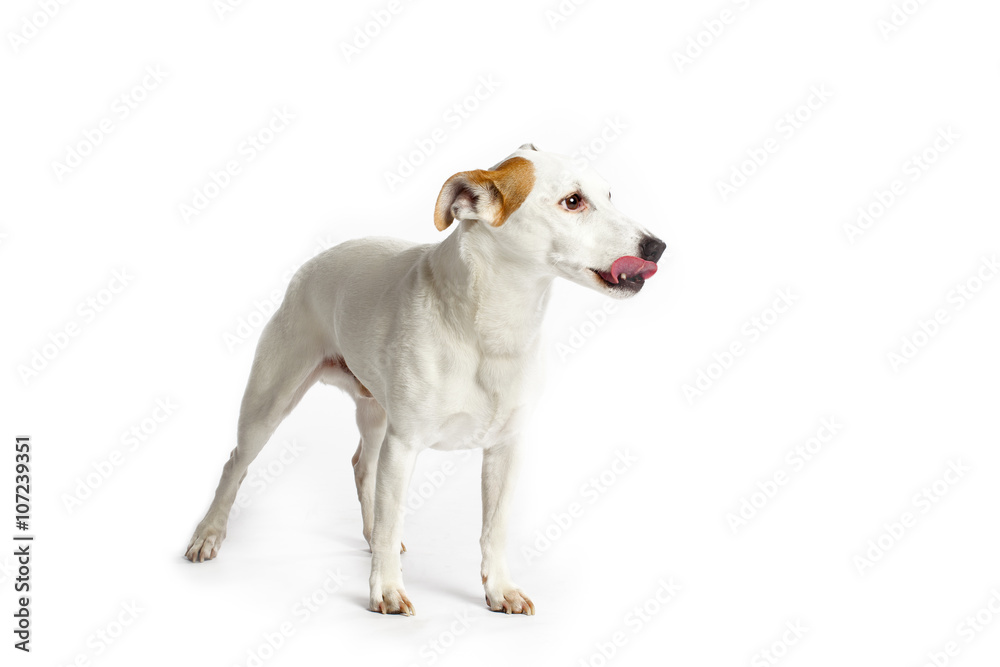 jack russell licking