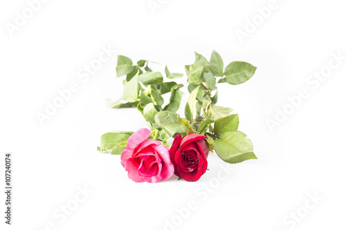 Red Rose and pink Rose isolated on white background