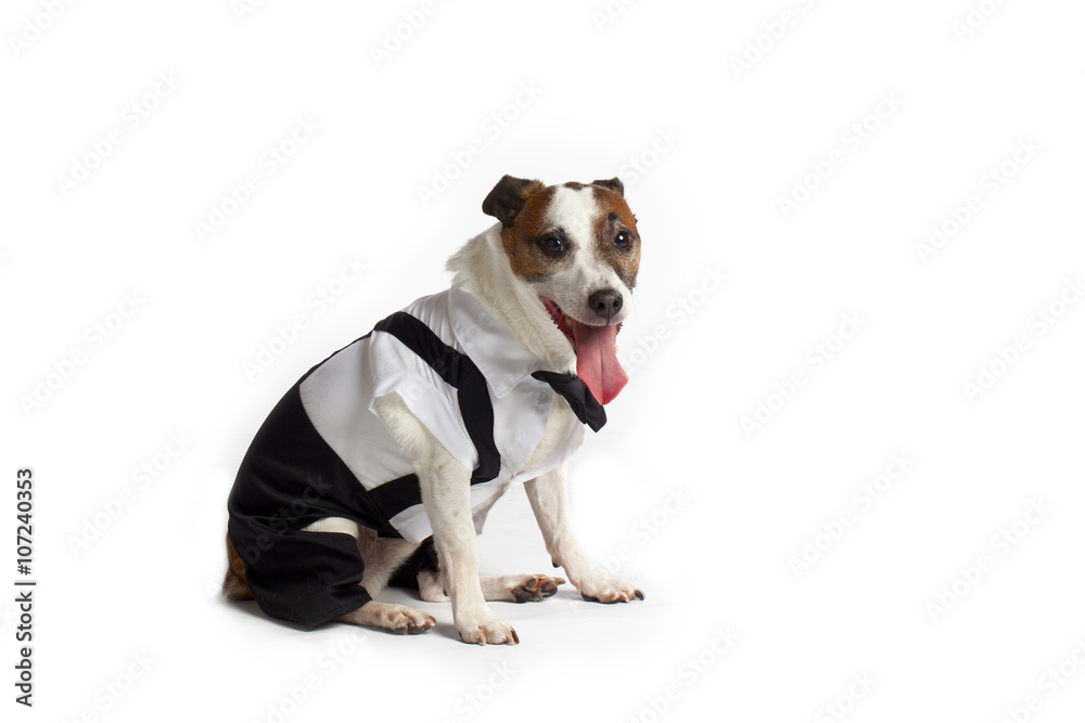 classy jack russell