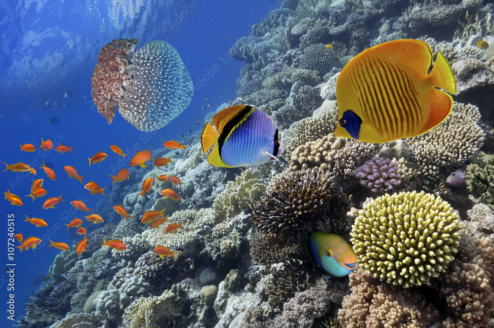 Naklejka premium Wonderful and beautiful underwater world with corals and tropica