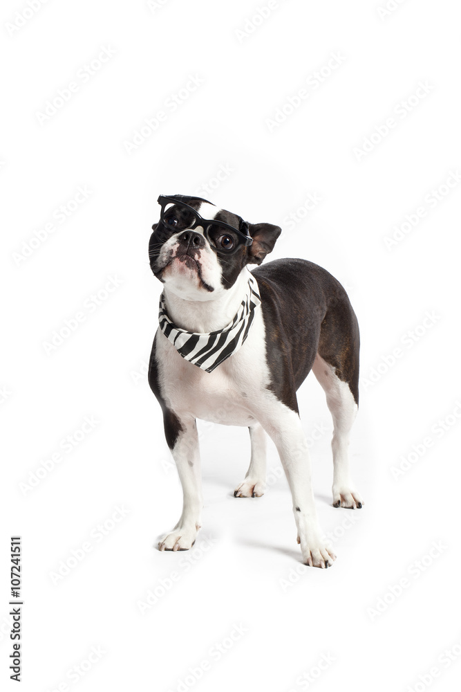 boston terrier with glasses
