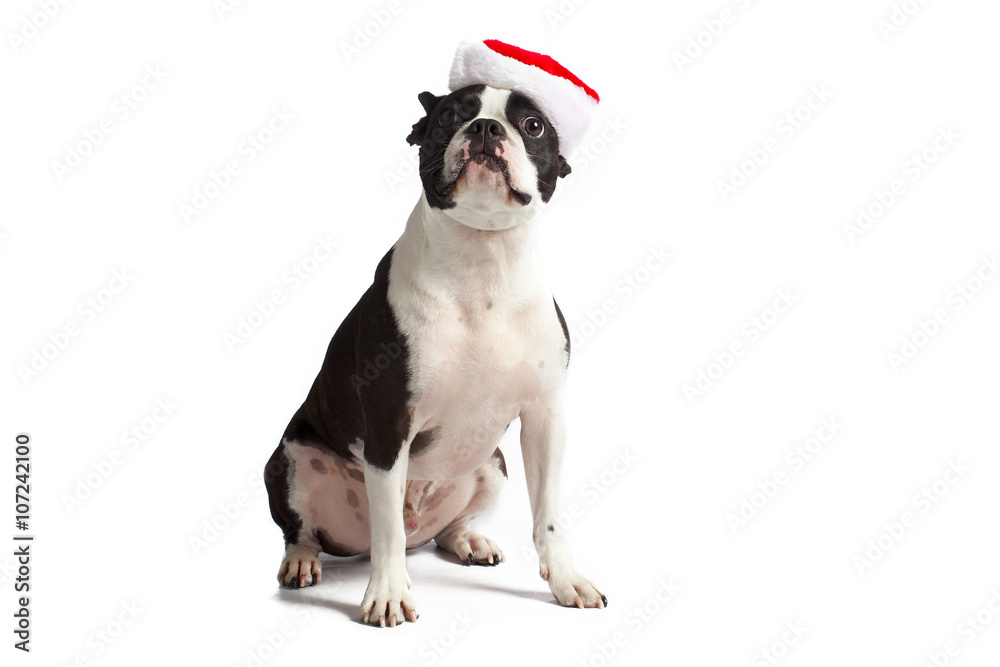 christmas boston terrier