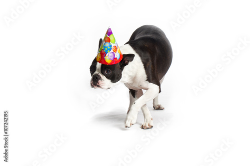 Fototapeta Naklejka Na Ścianę i Meble -  birthday boston terrier