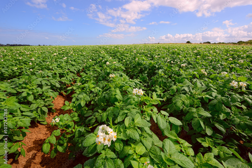 Potato field under blue sky