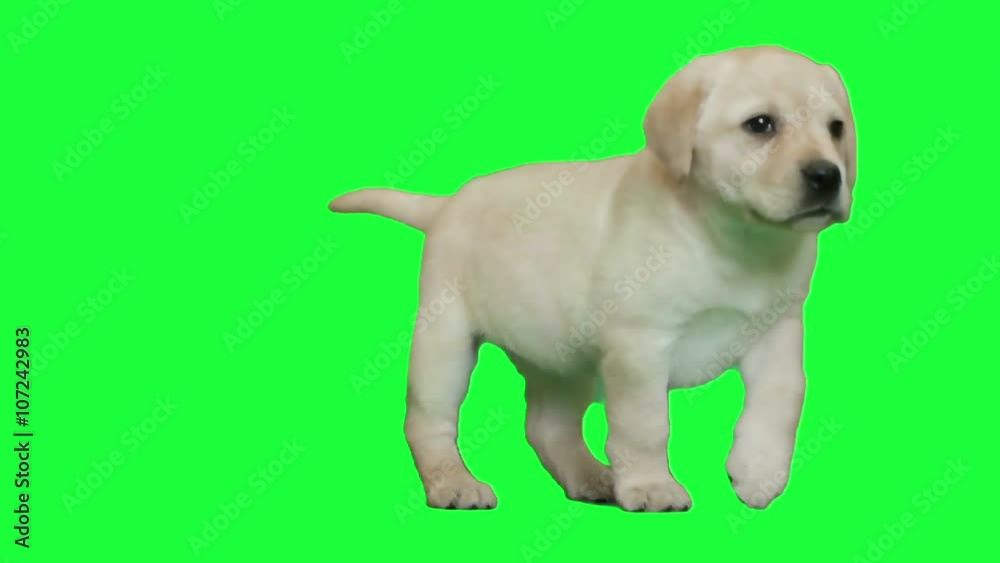 funny labrador puppy playing on the green screen funny labrador puppy playing on the green screen