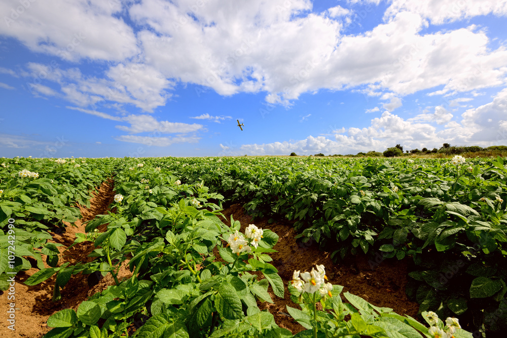 Potato field under blue sky