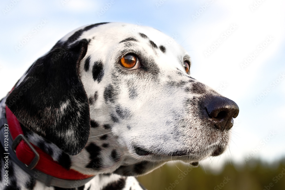 Portrait of a Dalmatian dog
