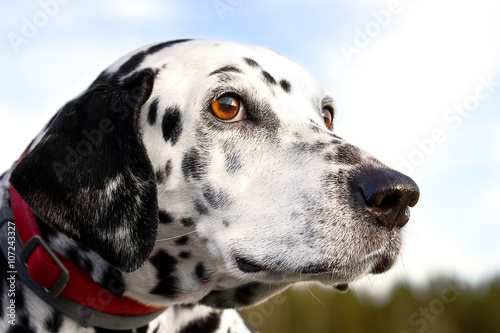 Portrait of a Dalmatian dog   © julia_siomuha