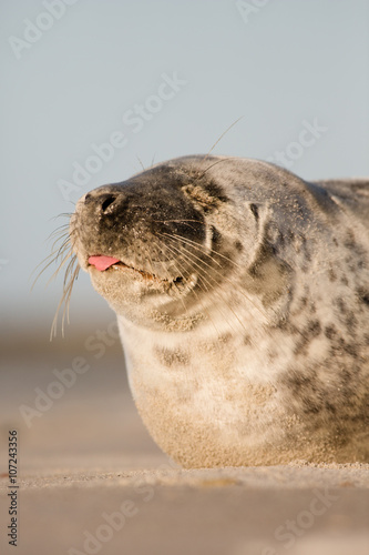 Sleeping seal on the beach, Helgoland