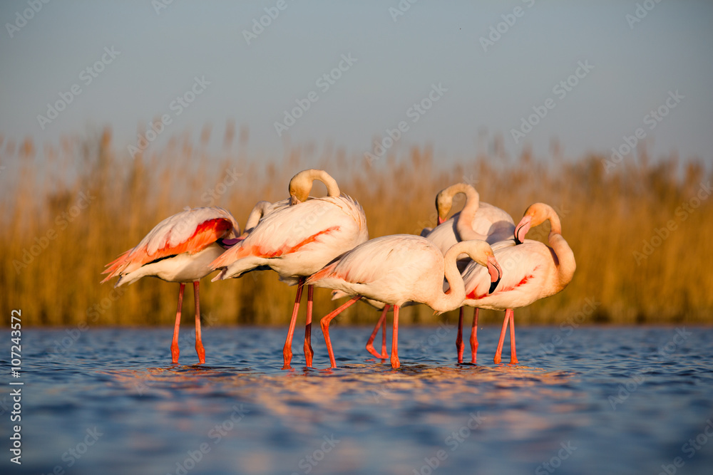 Fototapeta premium Flamengos in sunset