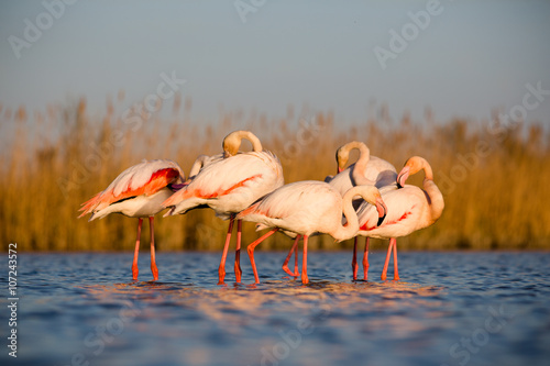 Flamengos in sunset photo