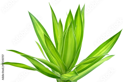 Tropical Dracaena Plant Isolated on White