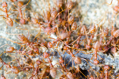 Group of red ants