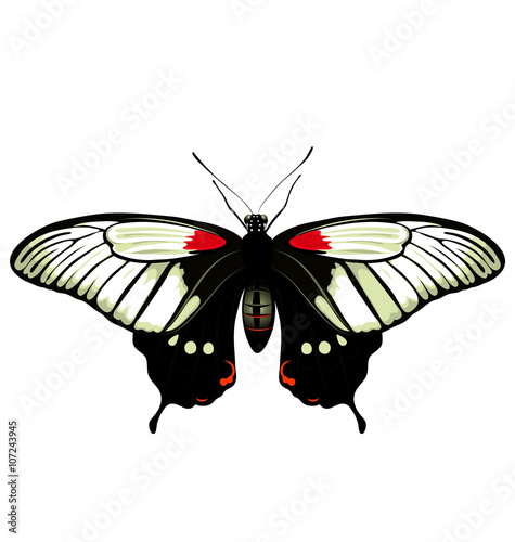 vector color butterfly. Papilio lowi photo