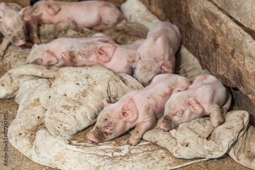 Newborn pigs went to sleep on a fold.