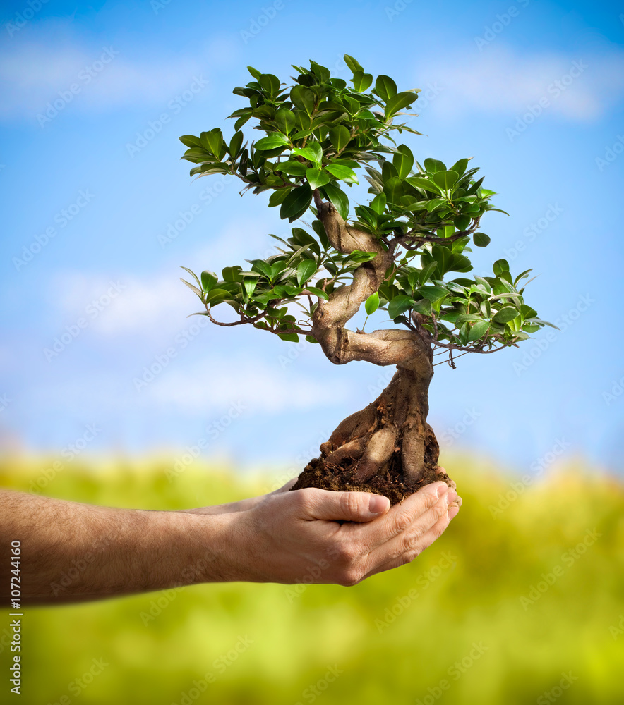 hands holding bonsai tree in a countryside - obrazy, fototapety, plakaty 