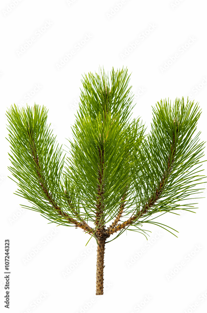 pine twig isolated pine twig isolated