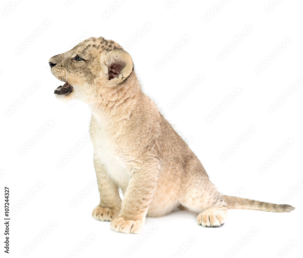 Naklejka premium baby lion isolated on white background