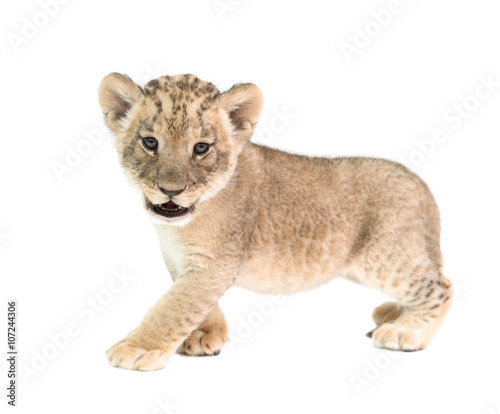 Tela baby lion isolated on white background