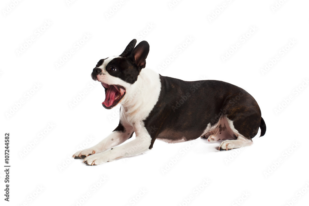yawning boston terrier