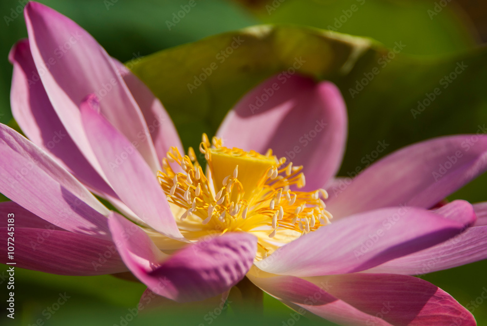 Close view to pink lotus flower, Thailand Close view to pink lotus flower, Thailand