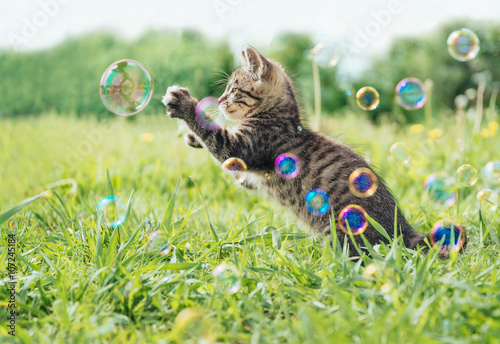 Fototapeta Kitten playing with soap bubbles