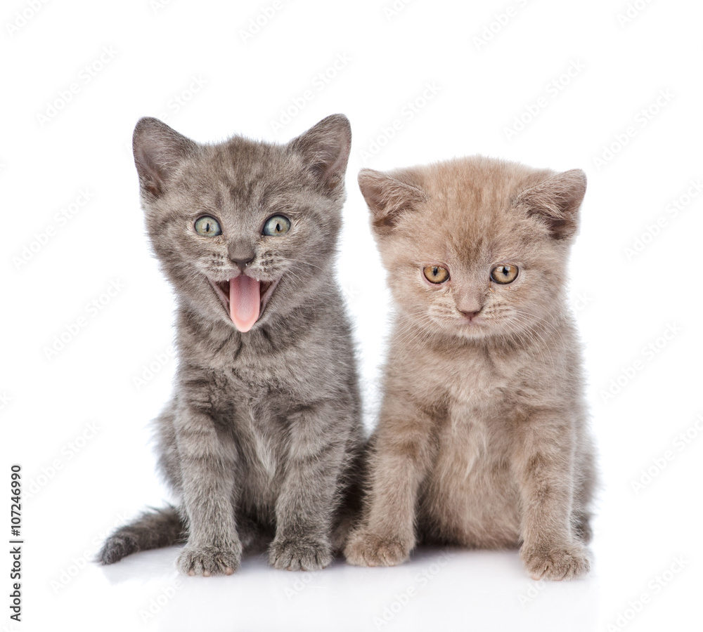 Portrait two funny kittens. isolated on white background